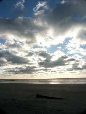 Seashore With Pre Fossil Palm Tree